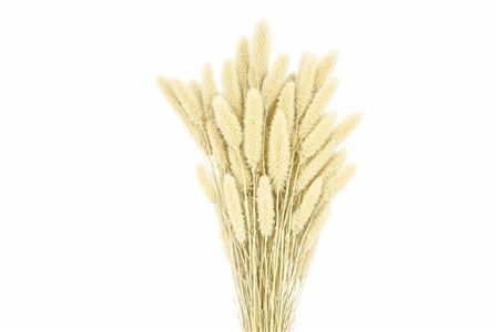 Dried/preserved Flowers Misc 70cm 200gram