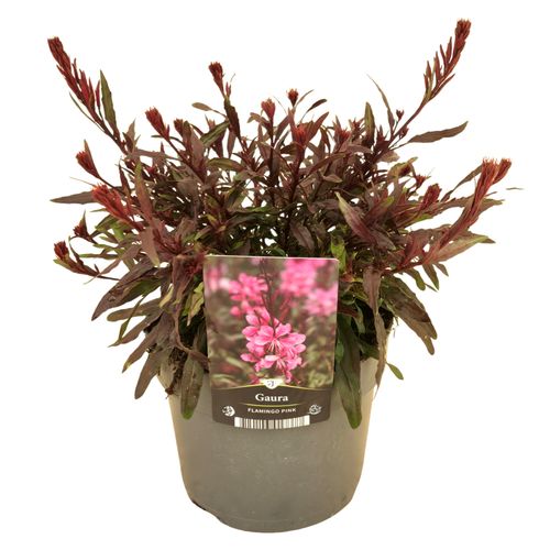 Gaura Flamingo Pink p17 Florizon