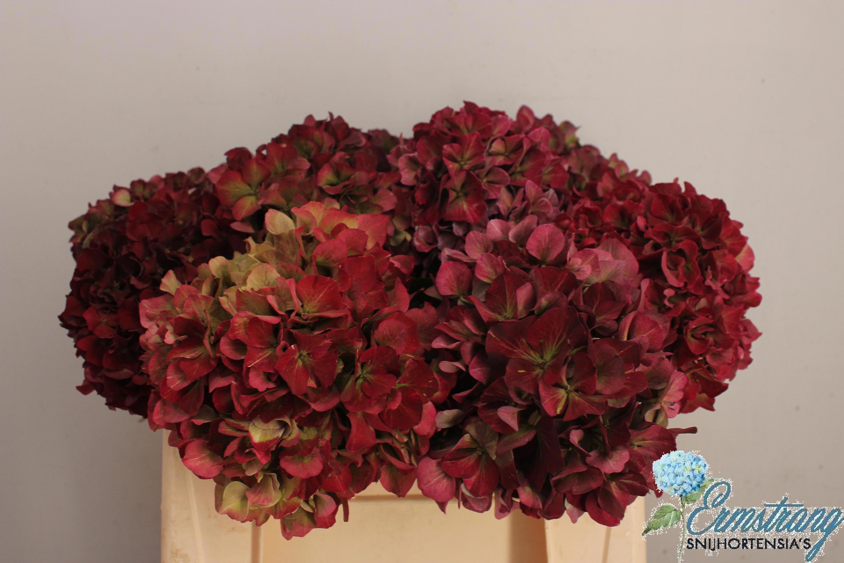 Hydrangea Sweet Ruby Classic 40cm 14Ø