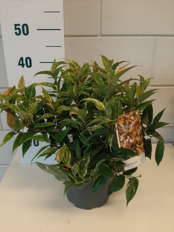 Leucothoe fontanesiana 'Rainbow'