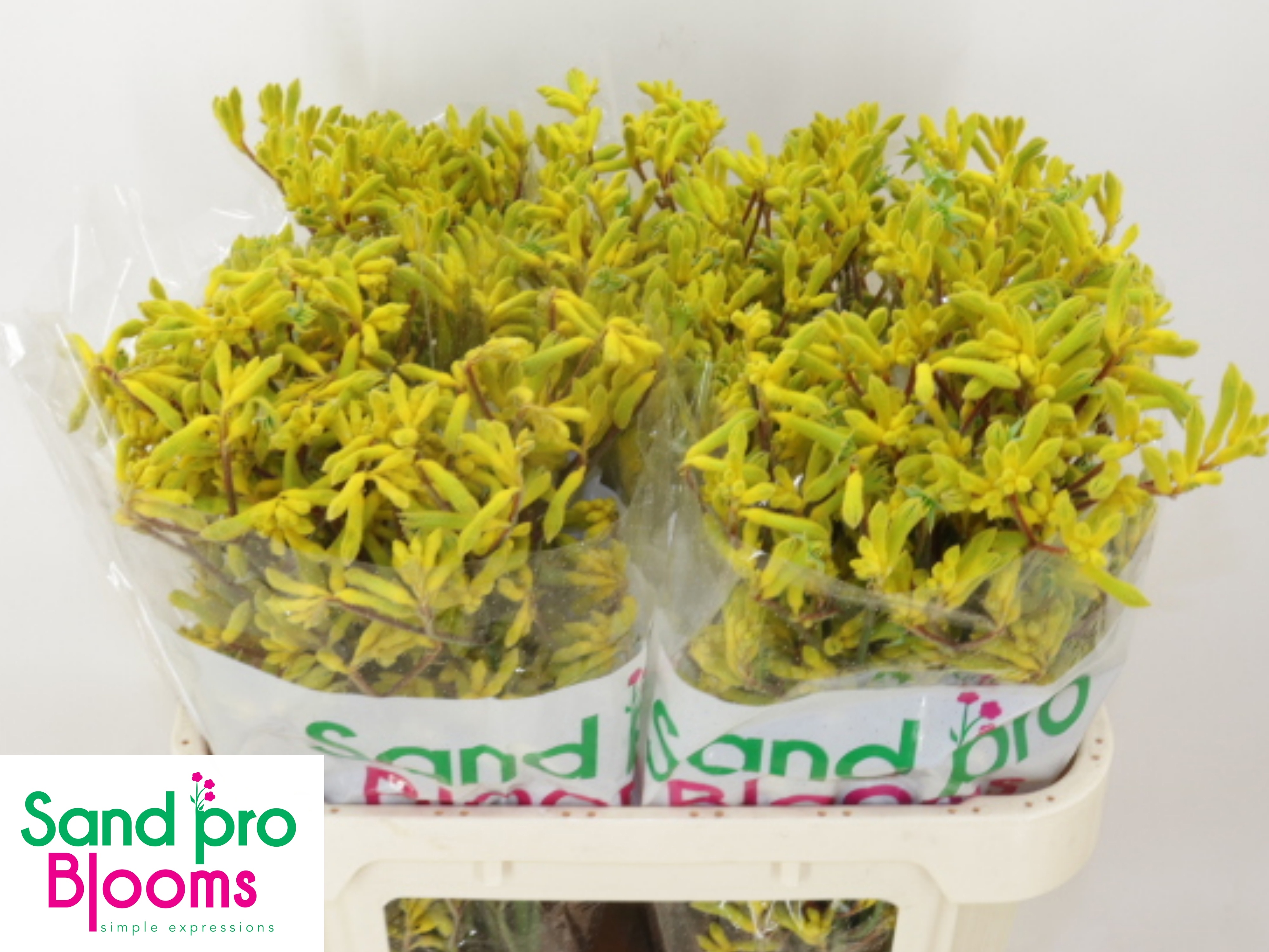 Anigozanthos Yellow Gem 70cm