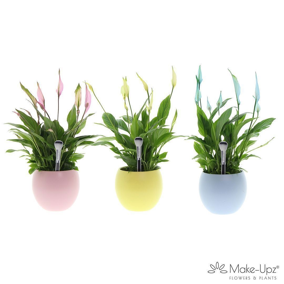 Spathiphyllum Bellini Make Upz - Bolpot kleurenmix
