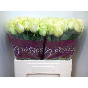 Rosa Snowstorm 60cm