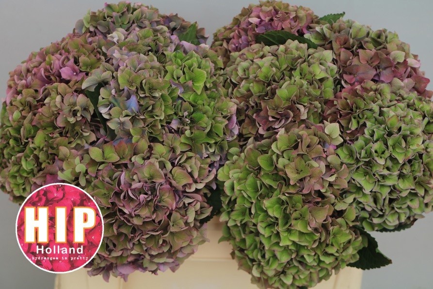 Hydrangea Rodeo Classic Pink 50cm 18Ø