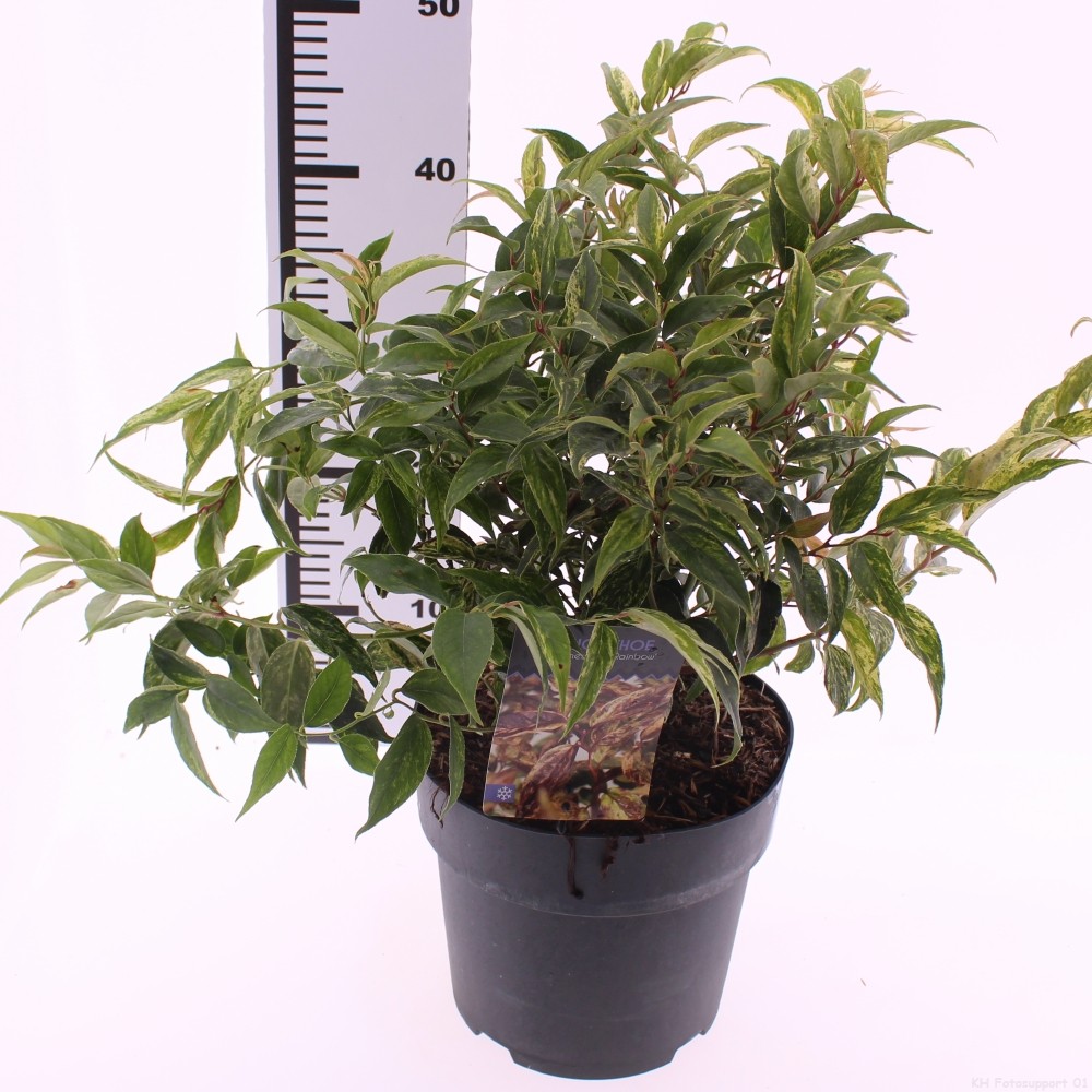 Picture of Leucothoe walteri 'Rainbow'