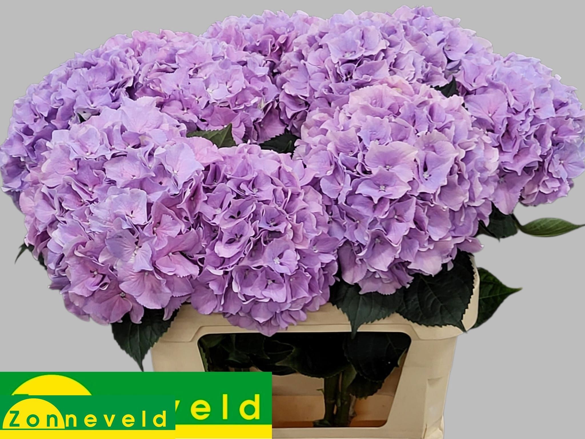 Hydr M Royal Benefit 80cm 19Ø