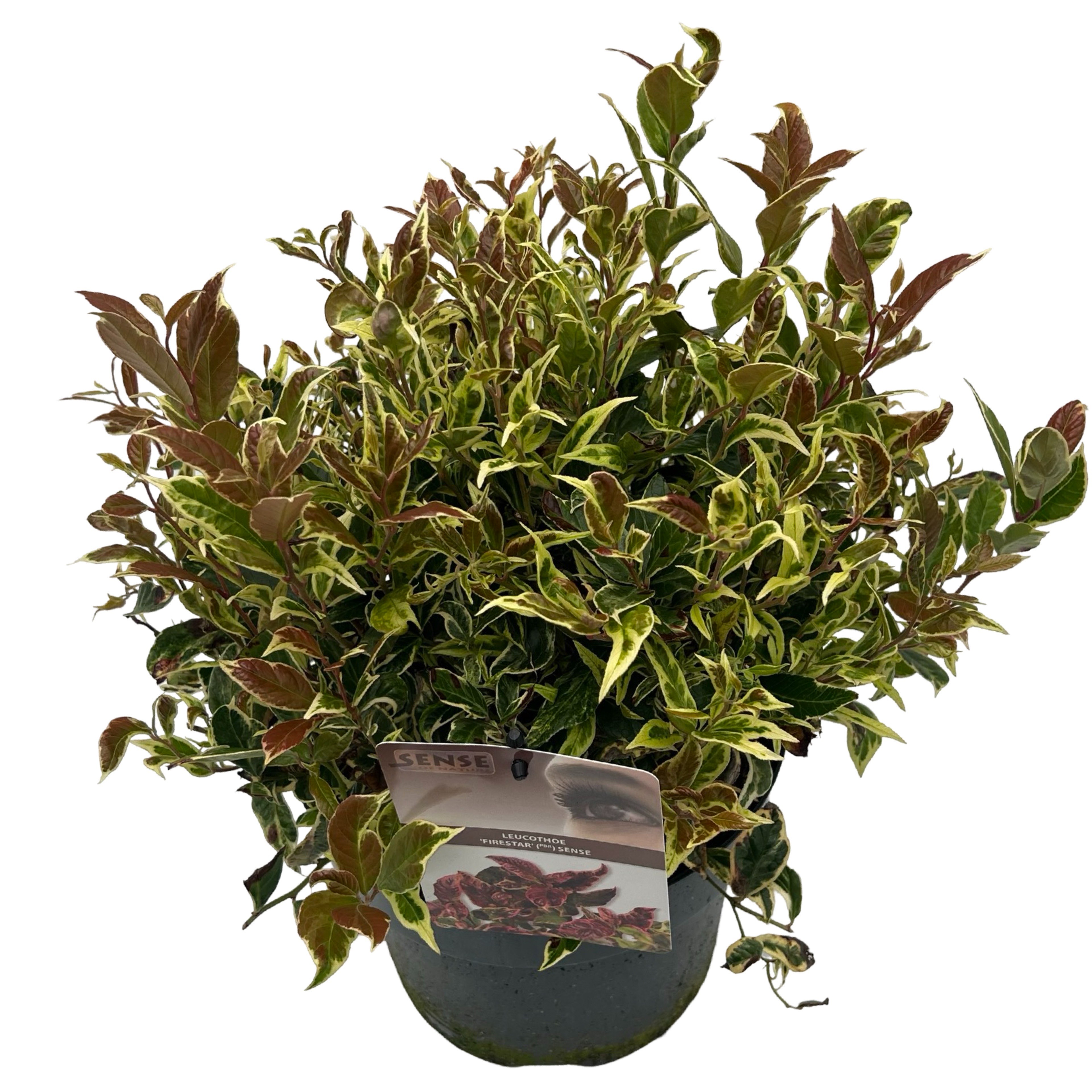 Picture of Leucothoe Fire Star ® sense P23 (5 Ltr)