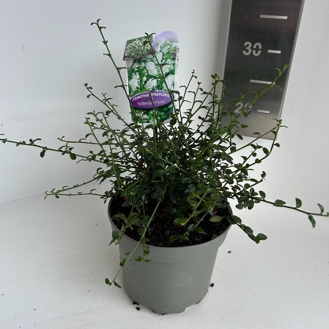 Picture of Ceanothus Millerton Point P17 (2 Ltr) (LOOSE)