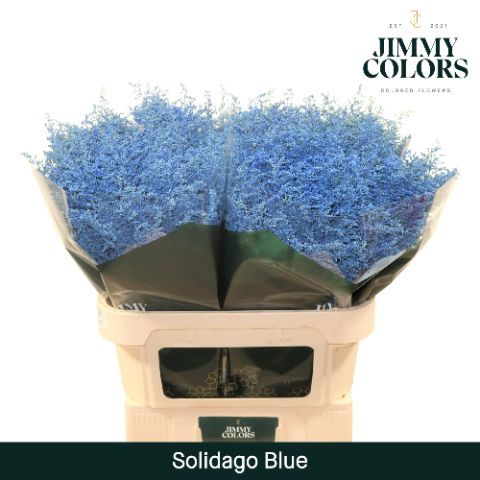 Solidago L70 Blue