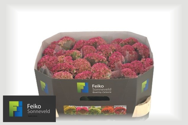 Celosia Reprise Rose 70cm