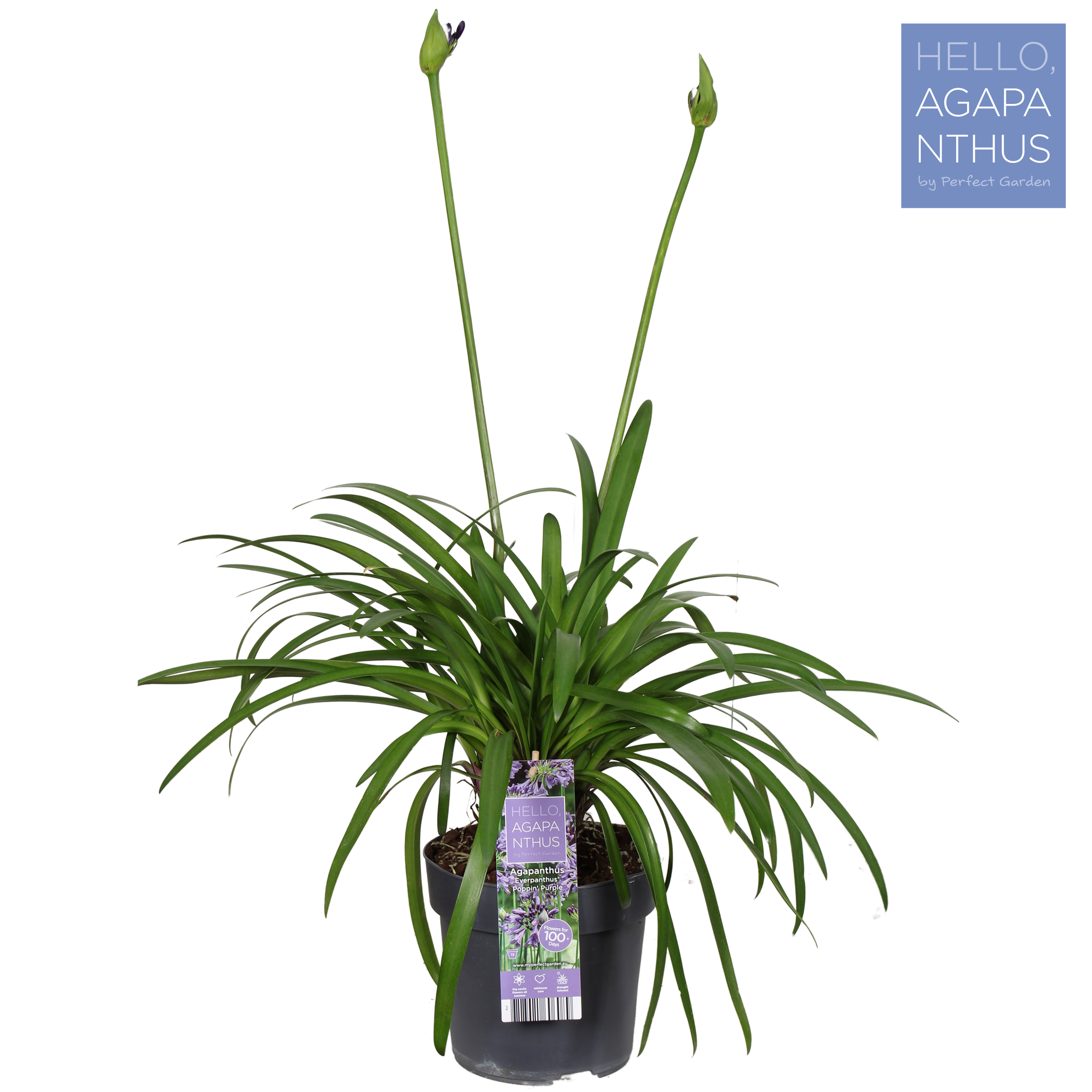 Picture of Agapanthus Poppin Purple P19