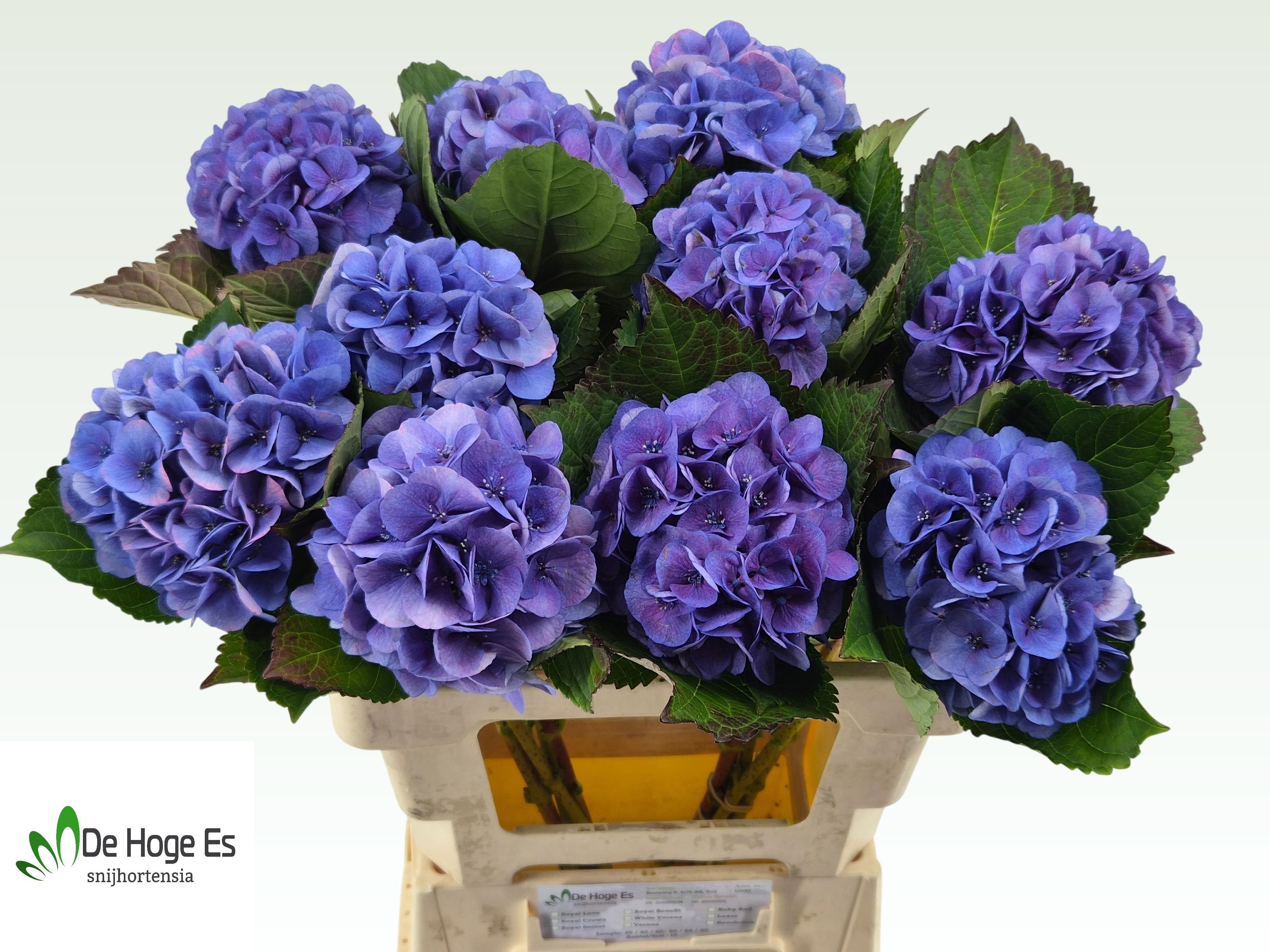 Hydrangea Royal Love B 60cm 13Ø