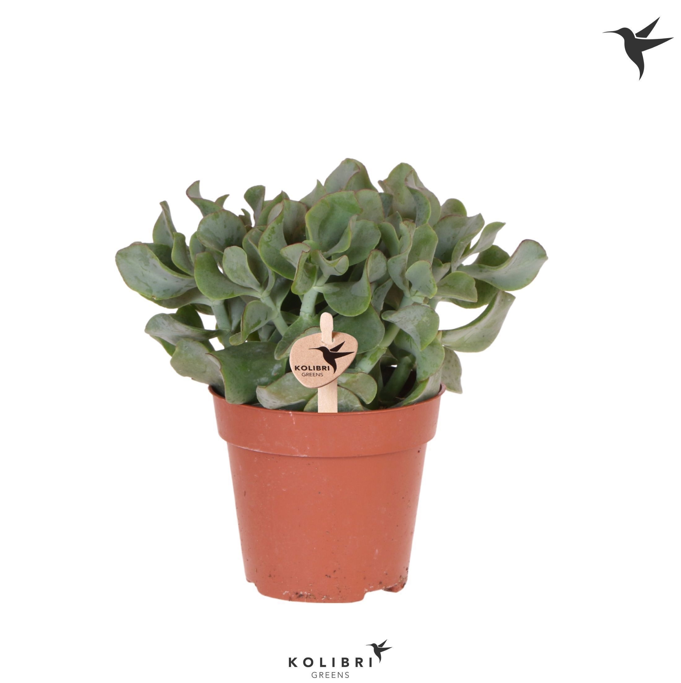 Crassula Kolibri Greens Succulenten Crassula Arborescens Undilatifolia