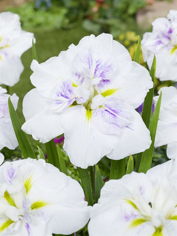 Iris ensata Dinner Plate Cupcake ('Cupcake')