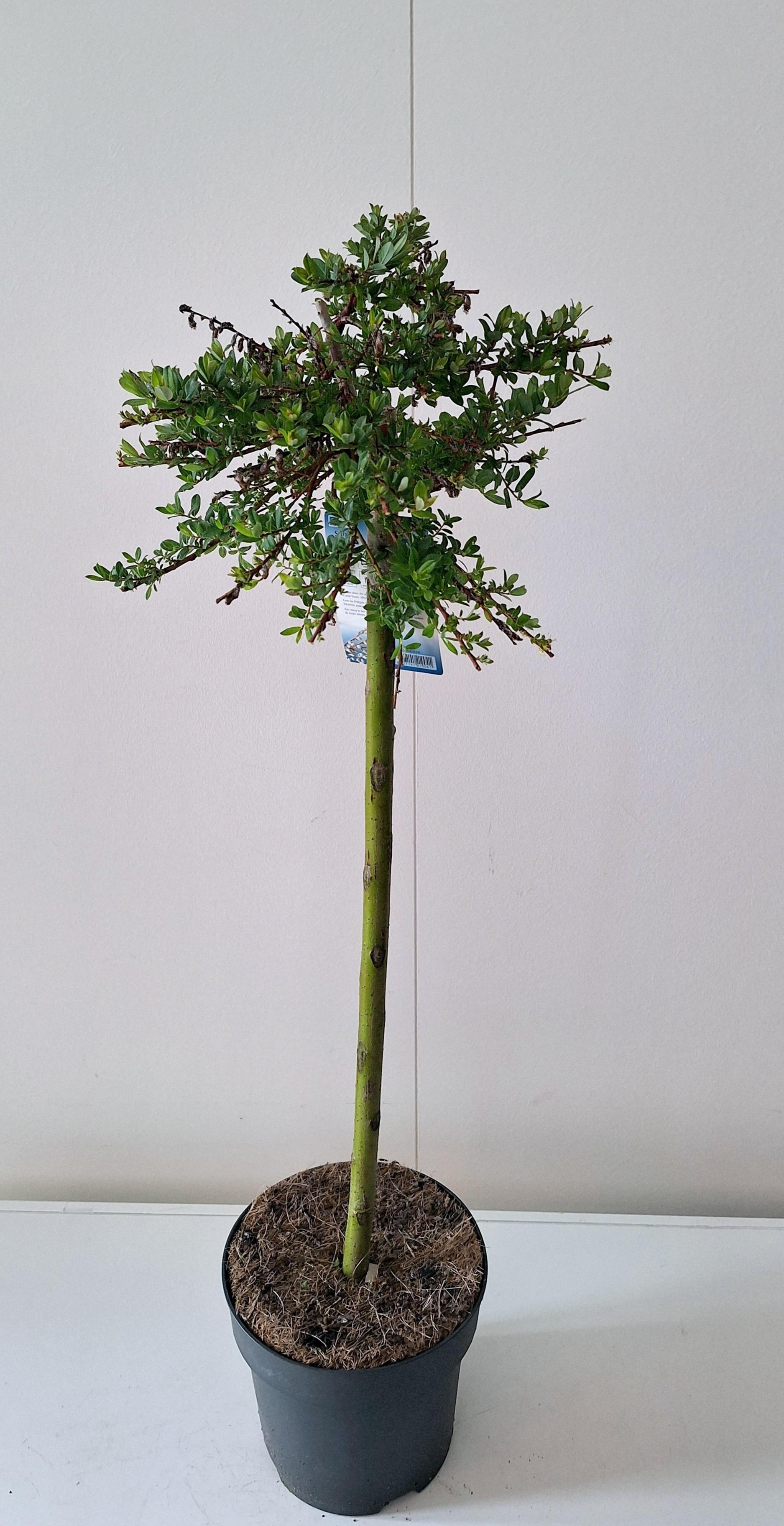 Picture of Salix repens Voorthuizen stam 60