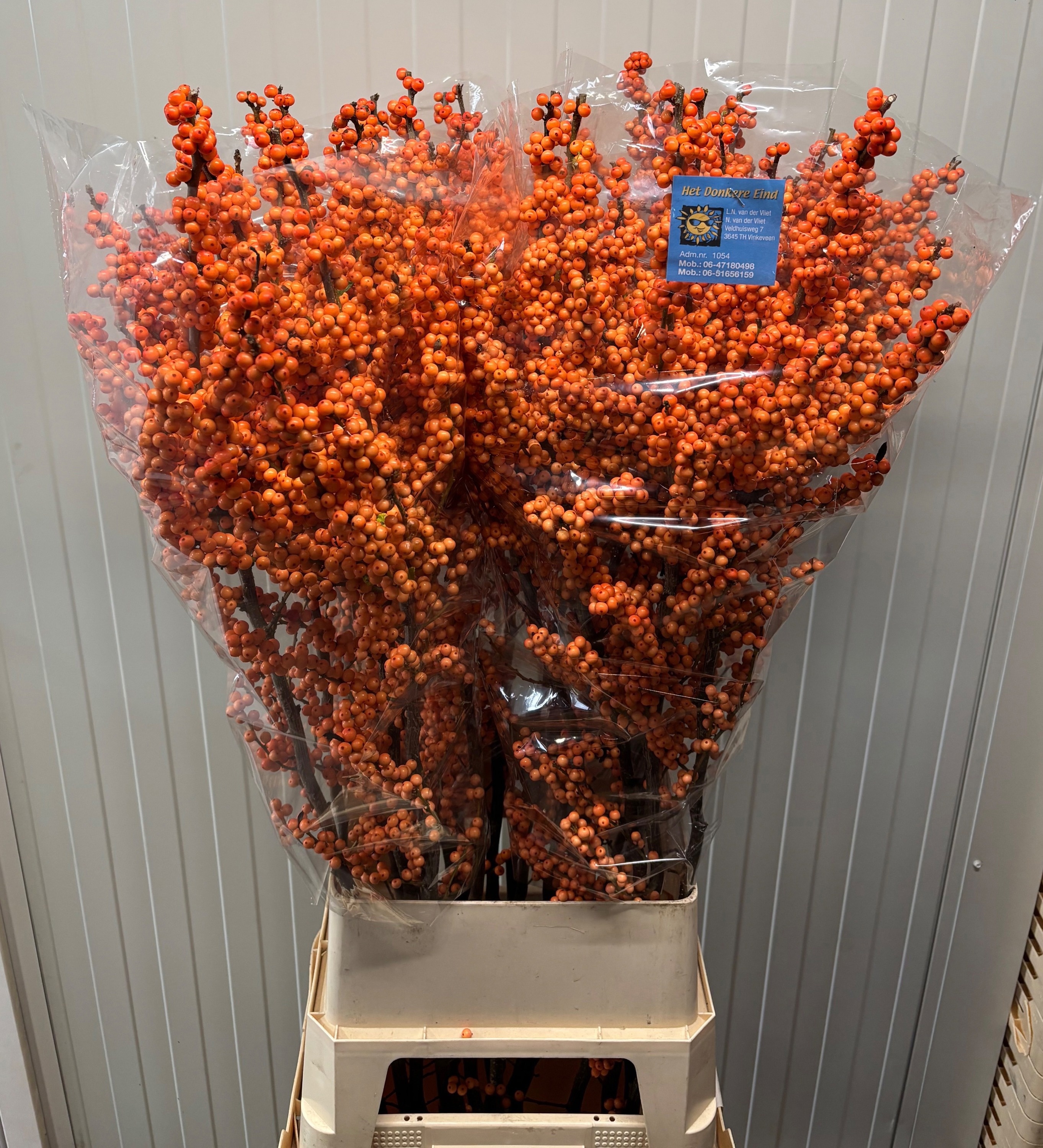 Ilex Winter Gold 120cm