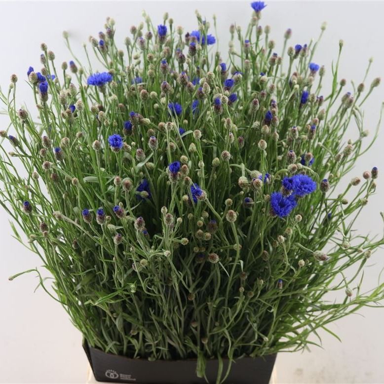 Centaurea Blue 60cm