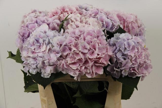 Hydrangea Verena Blue 80cm 20Ø