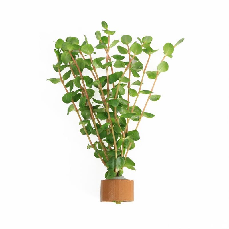 Rotala rotundifolia tcr