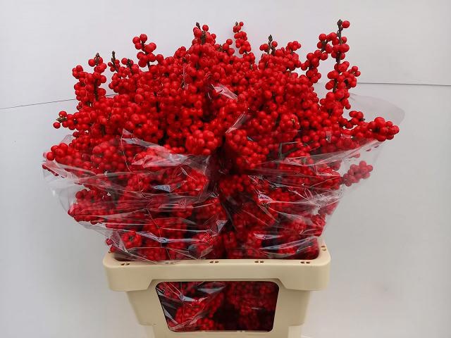 Ilex Bes Brit Buys 70cm