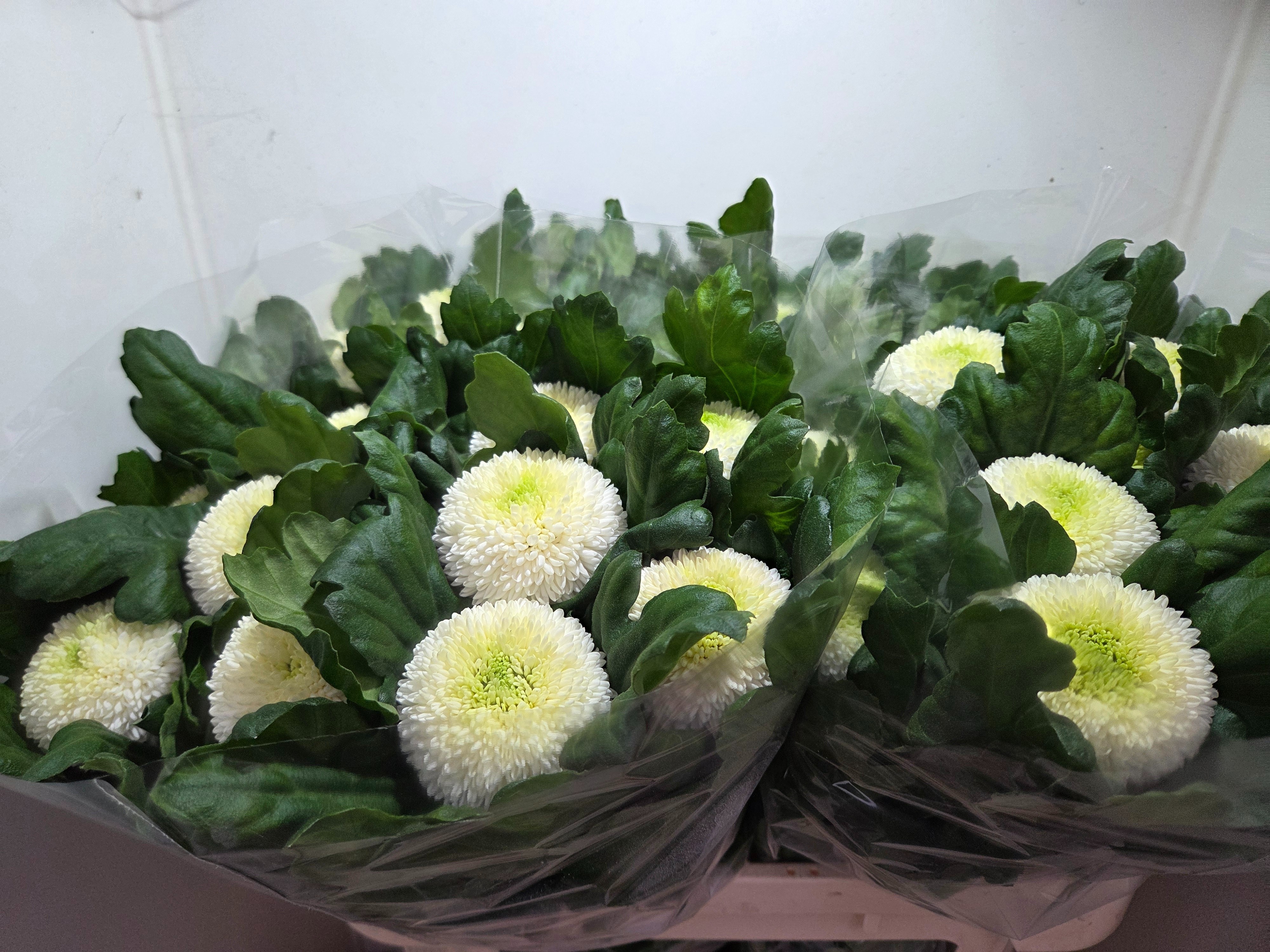 Chrysanthemum Single Ping Pong 70cm 75gram