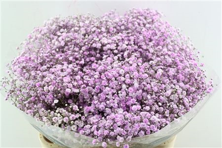 Gypsophila Painted 80cm 40gram