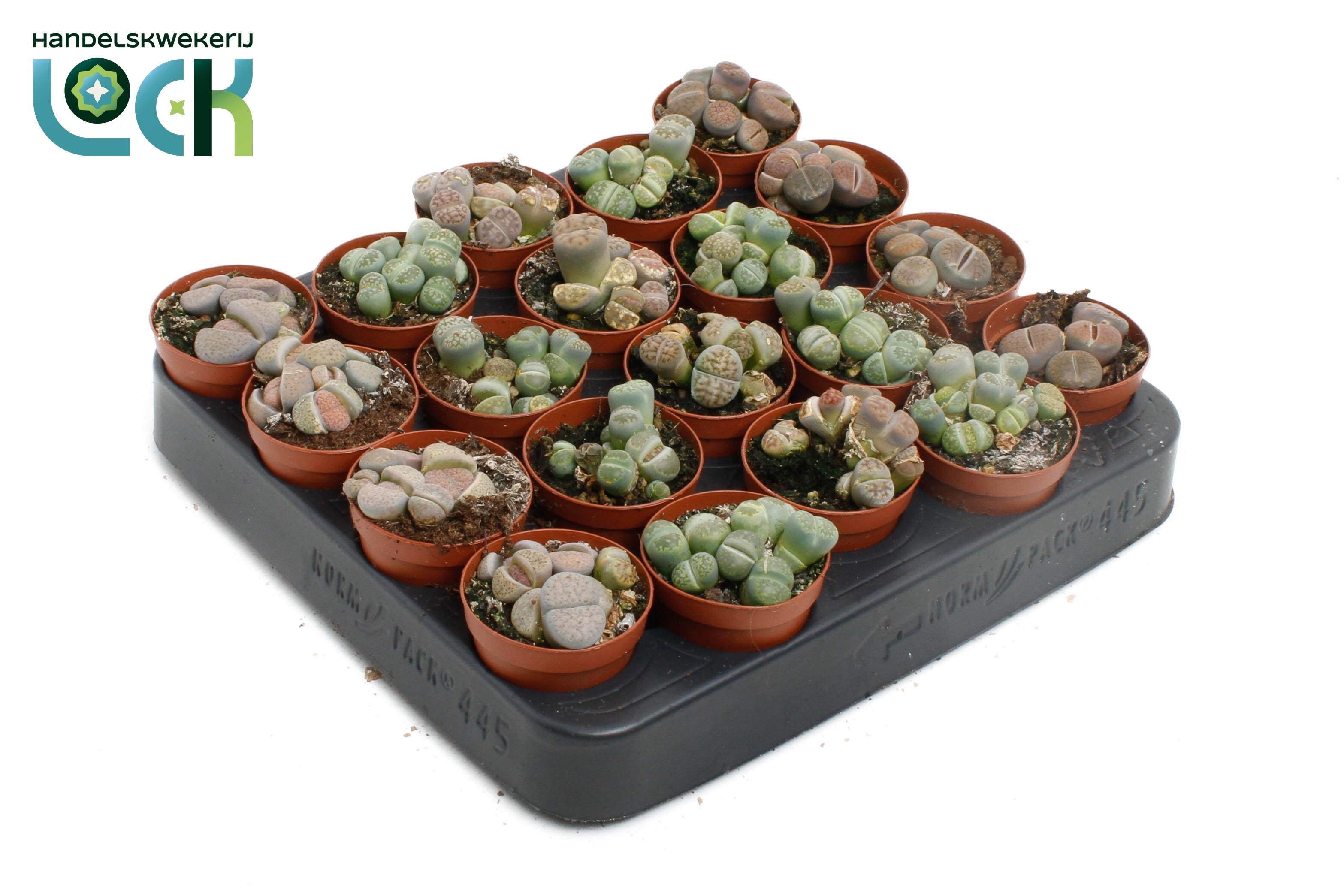 Lithops 505Ø 5cm
