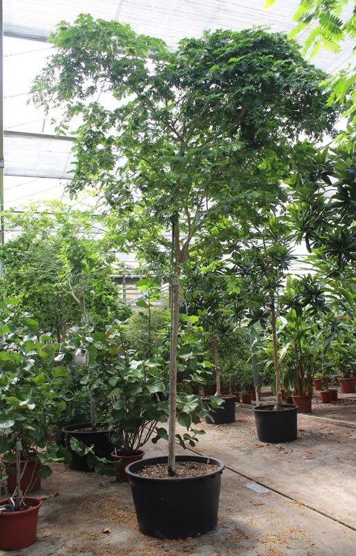 Bulnesia arborea