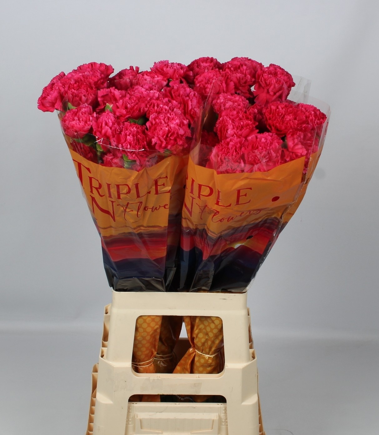 Dianthus St Cervantes 70cm