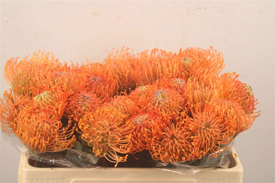 Leuco Ayoba Man Zest 50cm