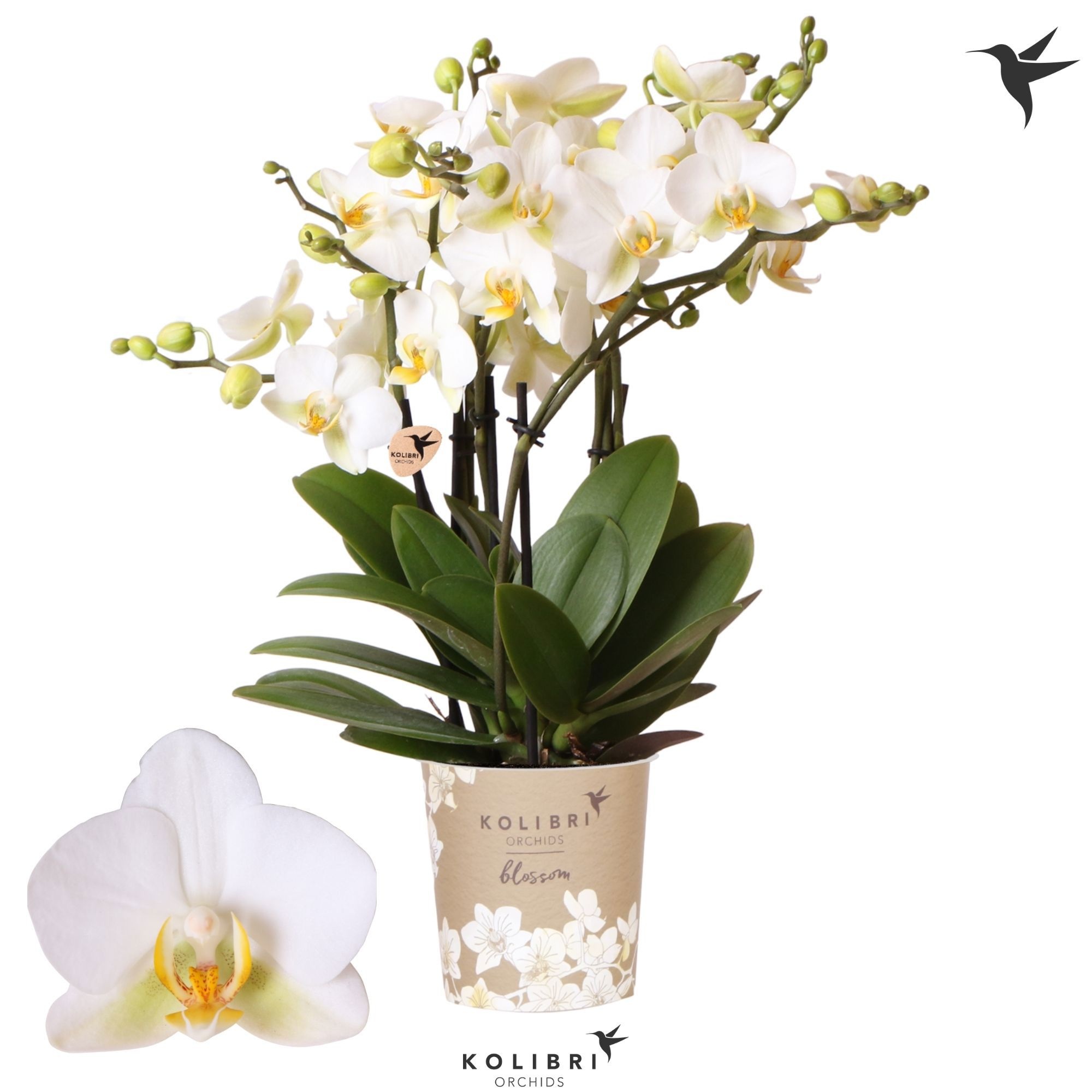 Phalaenopsis Kolibri Orchids Phalaenopsis Blossom Lausanne 6 spike