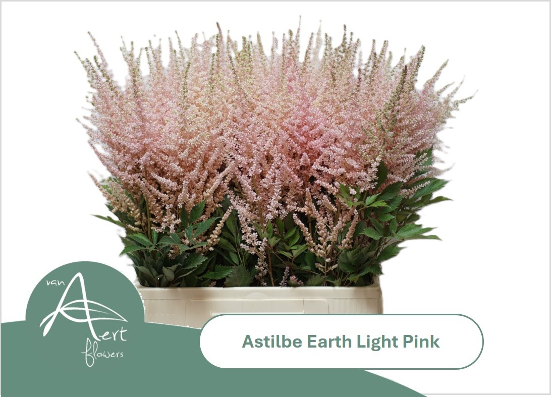 Astil Ar Eart L Pink