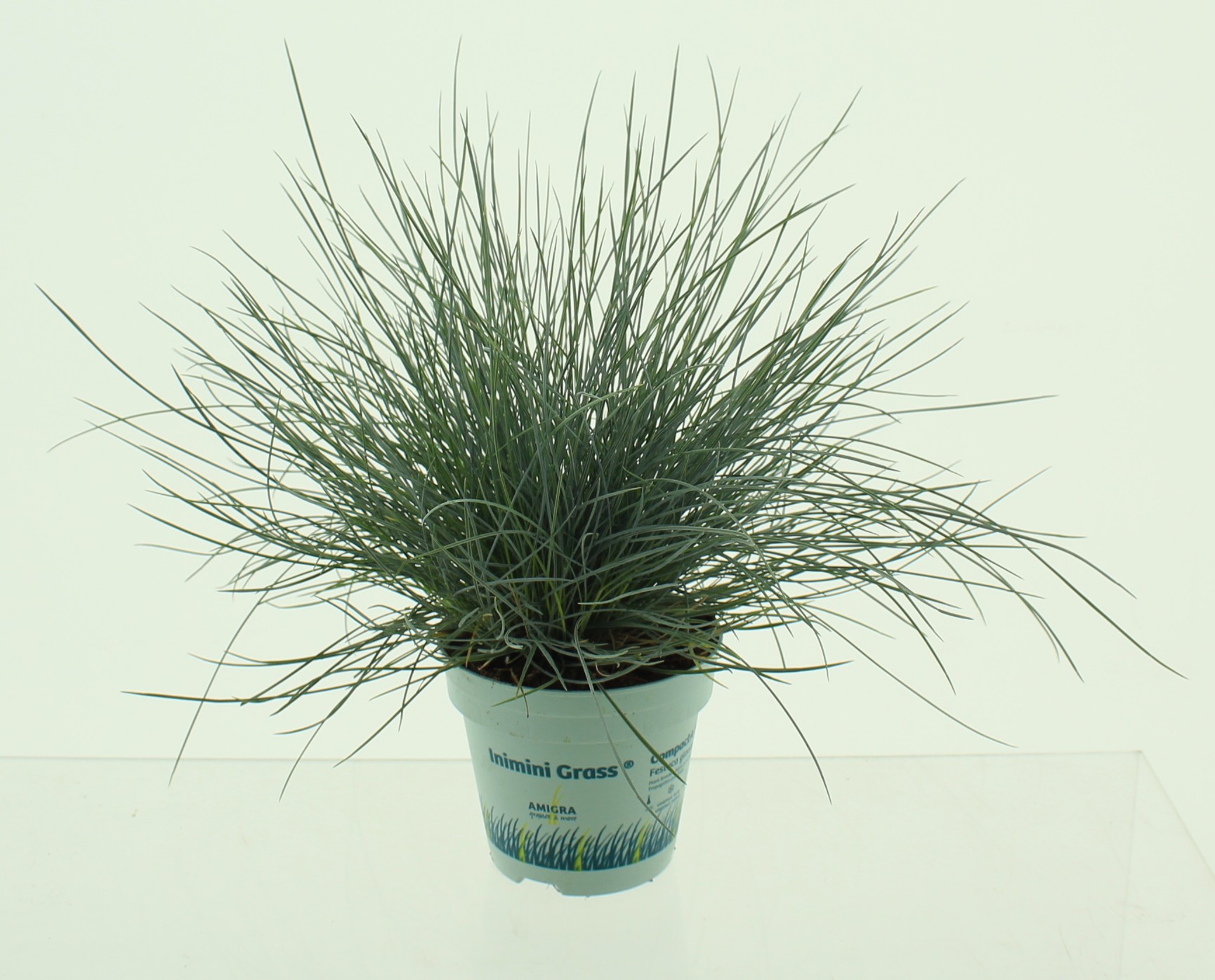 Picture of Festuca glauca CompactA Blue®