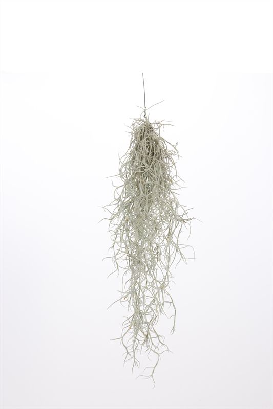 Till Usneoides