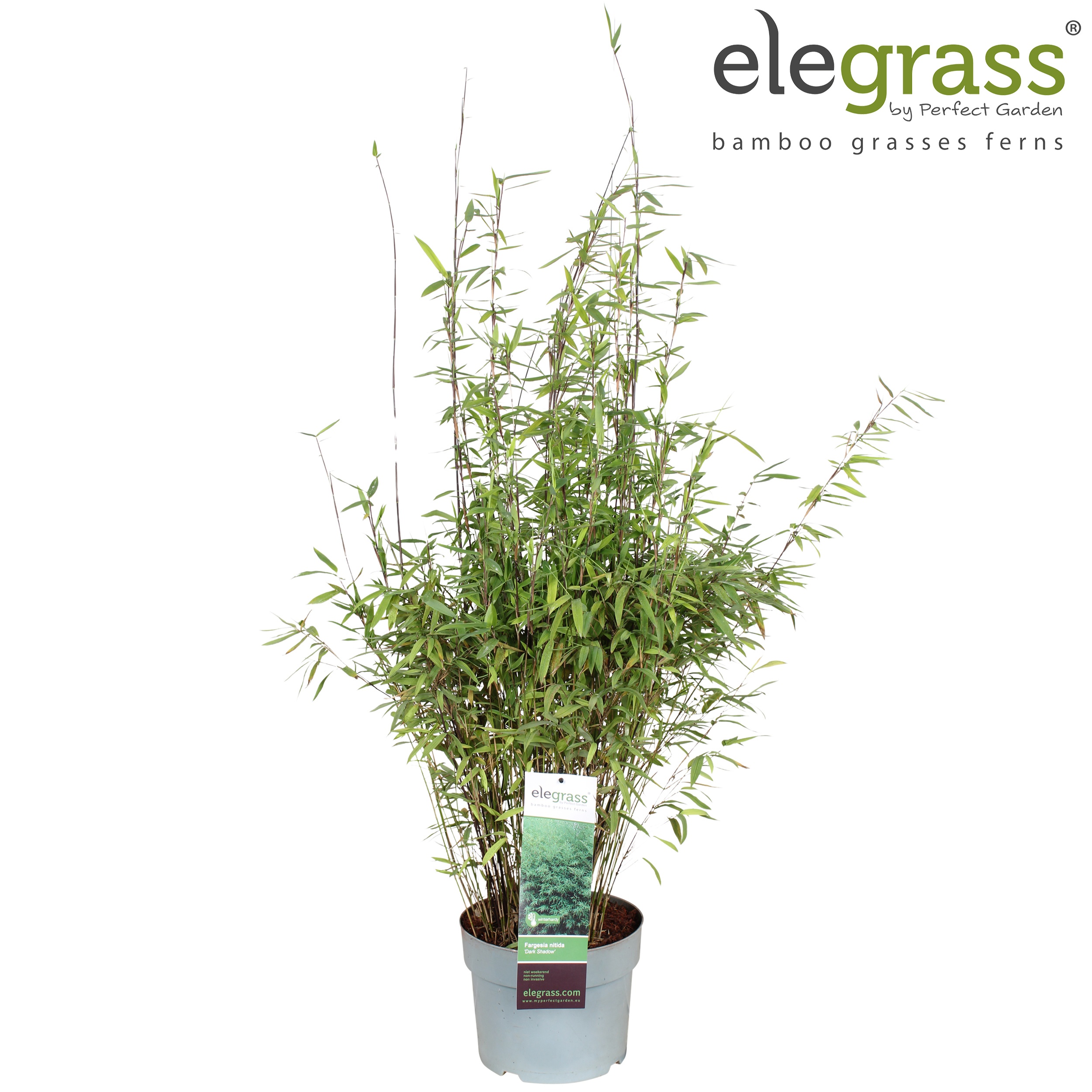 Picture of Fargesia nitida 'Dark Shadow' P23