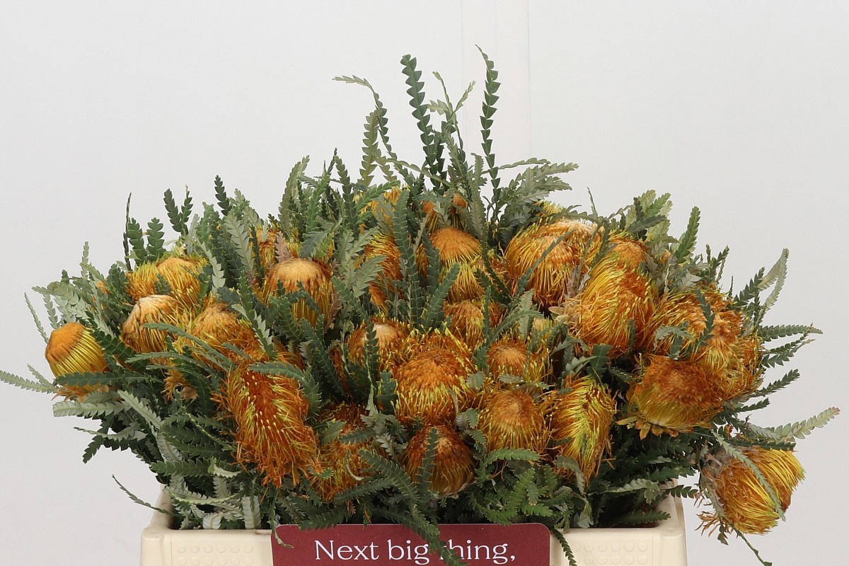 Dryandra Formosa 35cm