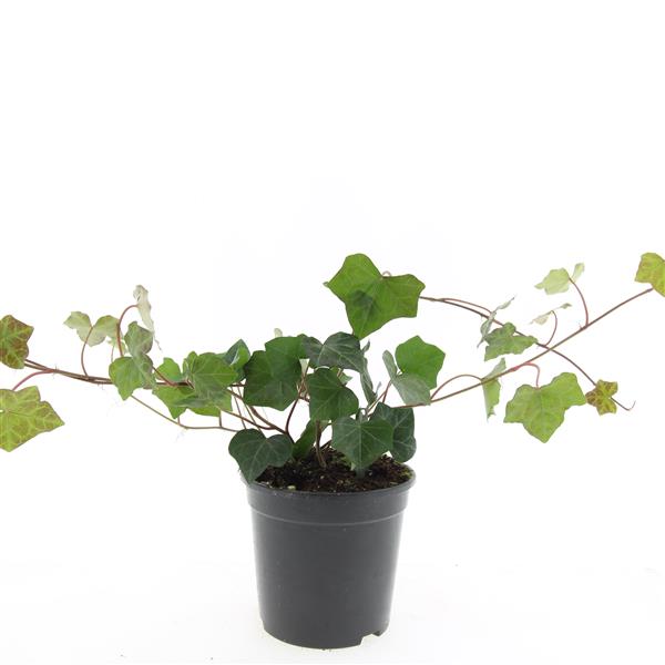 Picture of Hedera hibernica P14