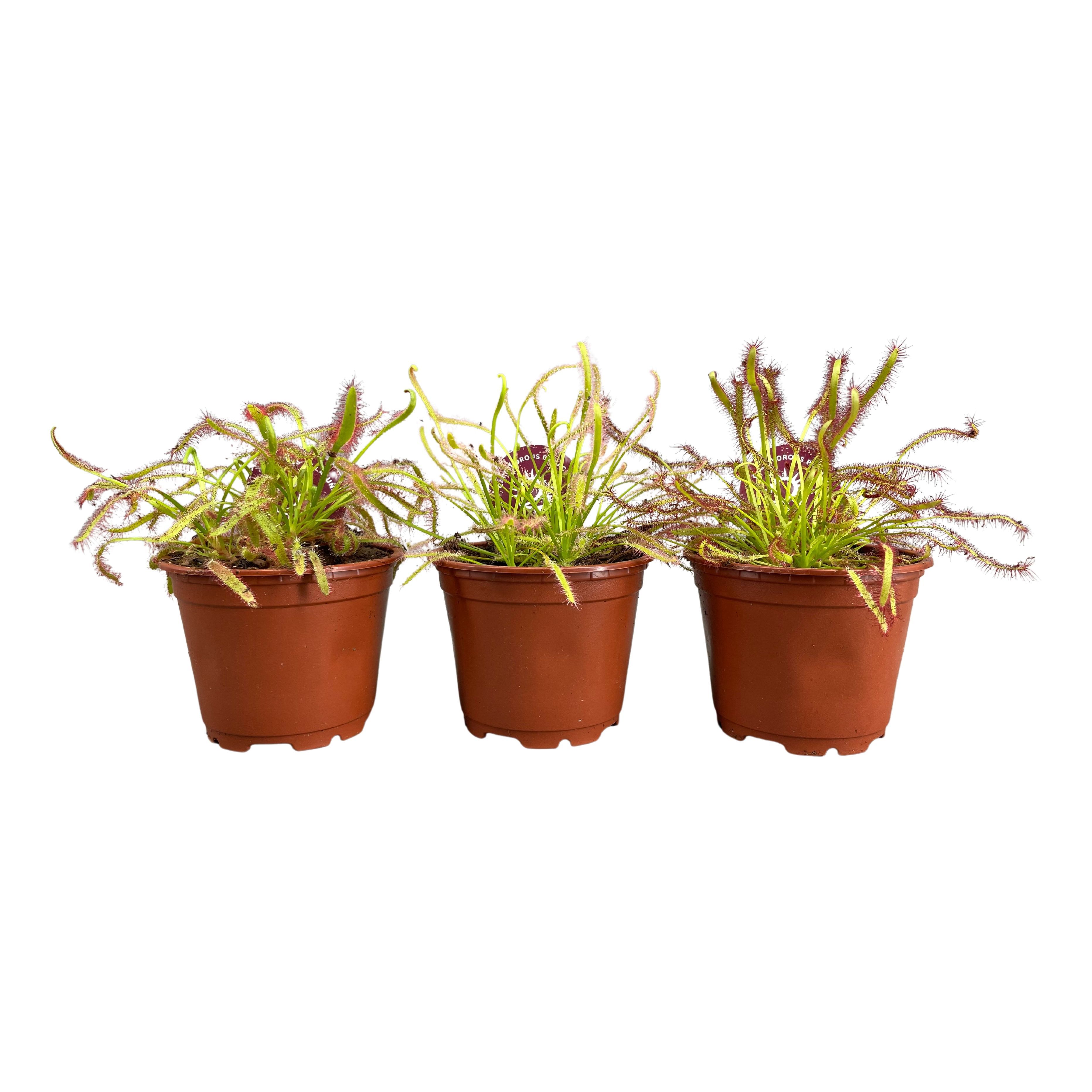 Drosera 508P 13H
