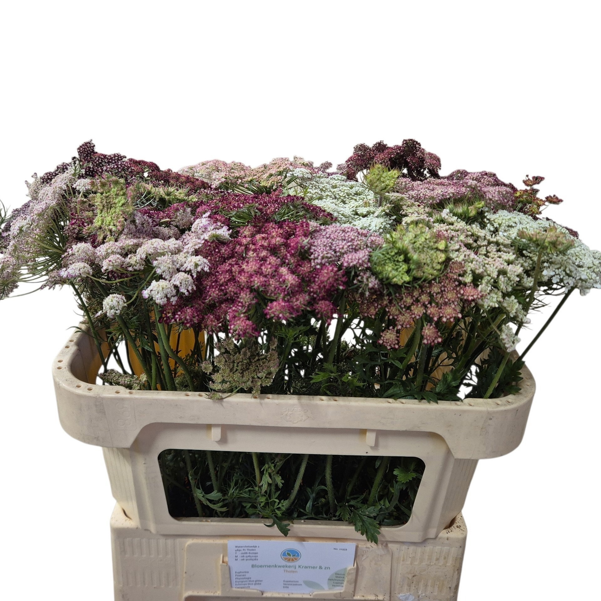 Daucus Carota 70cm