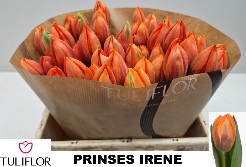 Tu En Prinses Irene