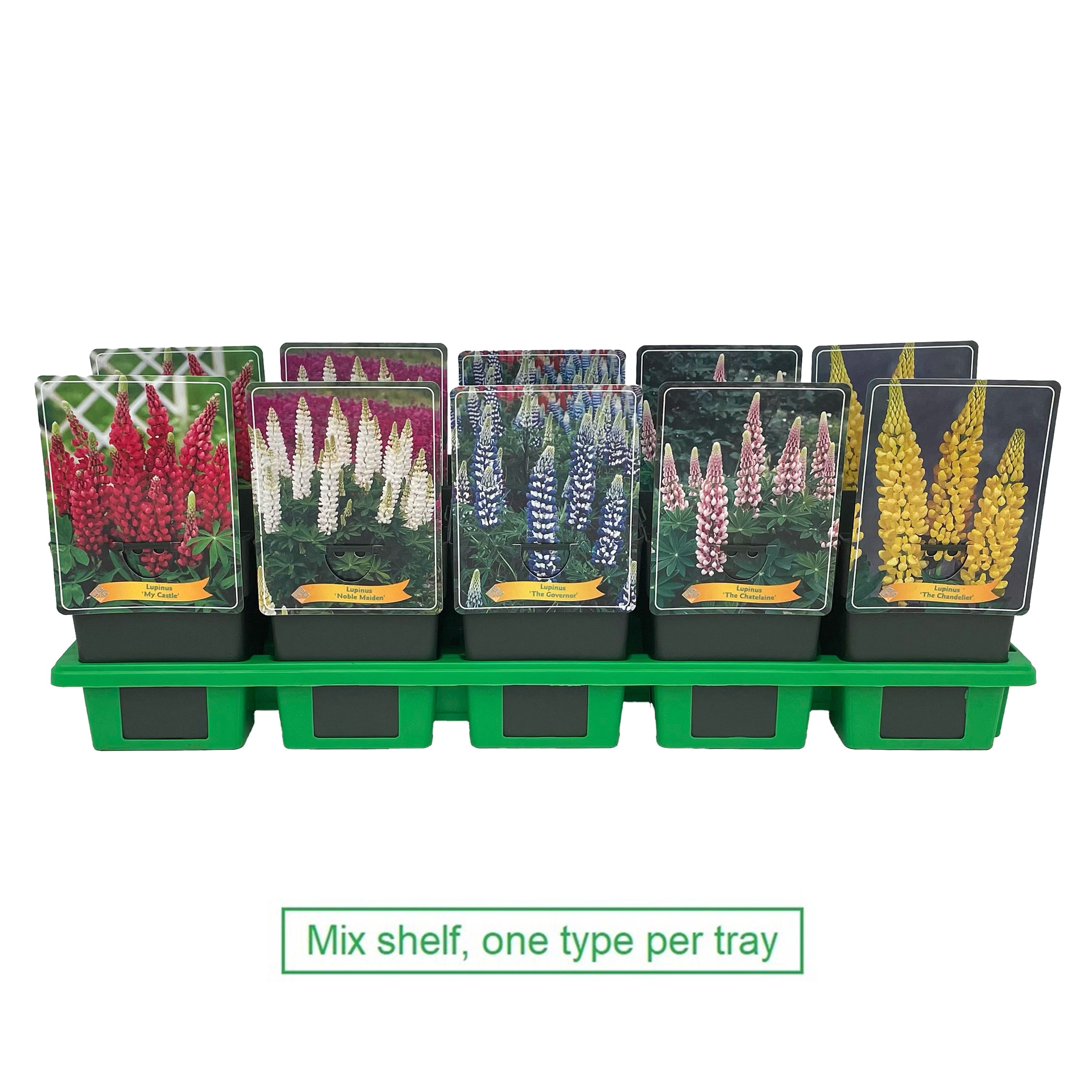 Picture of Lupinus Mix 6x10 srt. per shelve P11