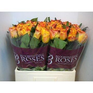 Rosa Easy Fashion 60cm