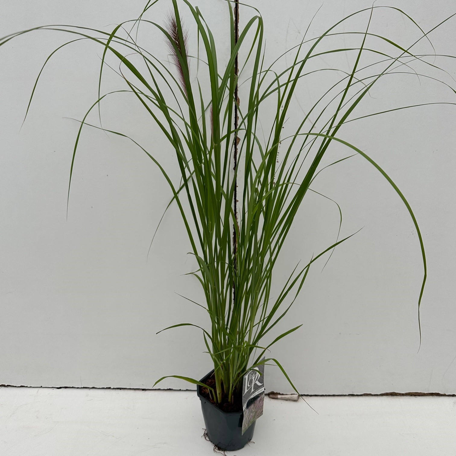 Picture of Pennisetum Red Head P17 (2 Ltr) Square