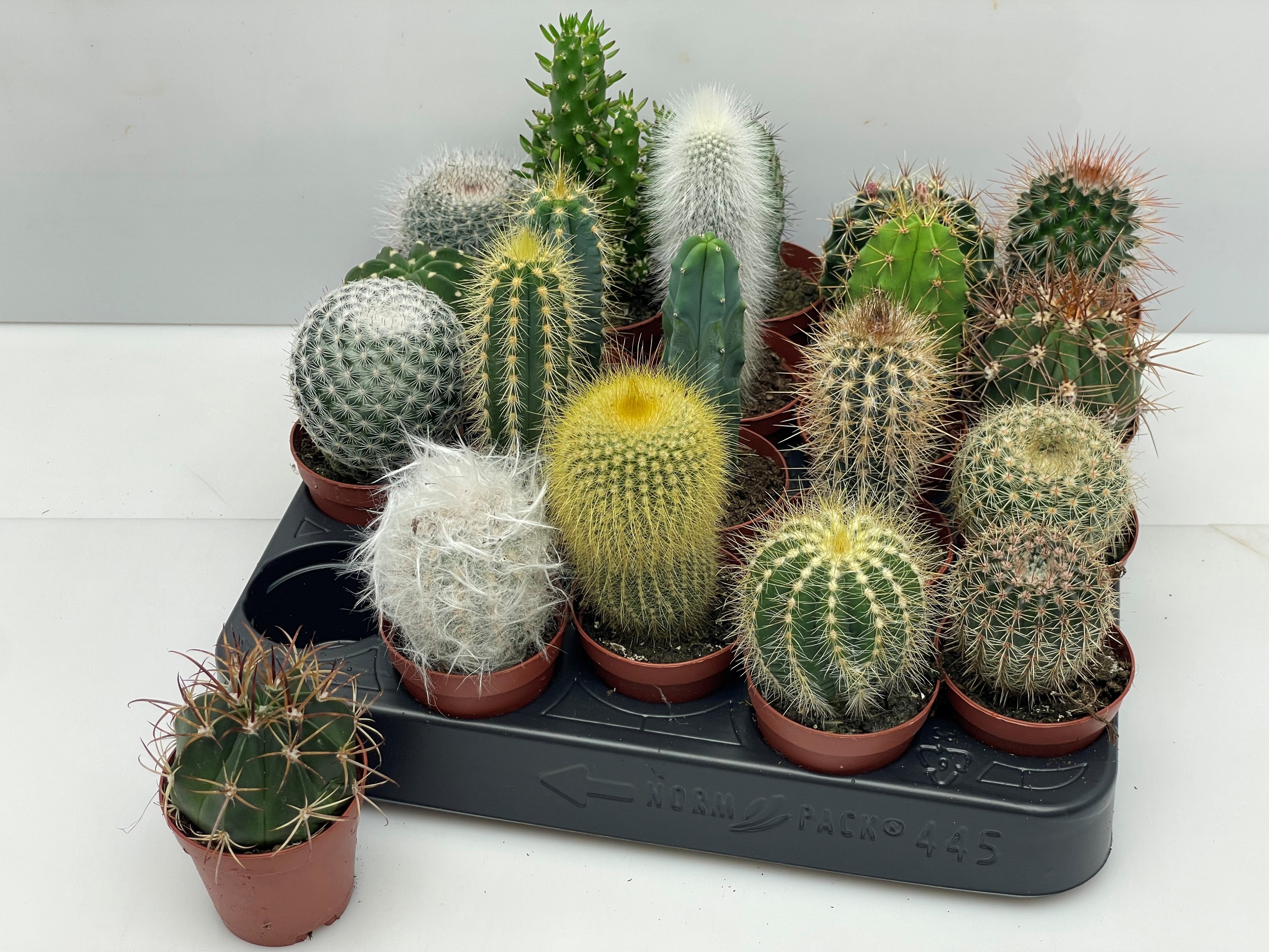 Cactus Gem 505P 6H