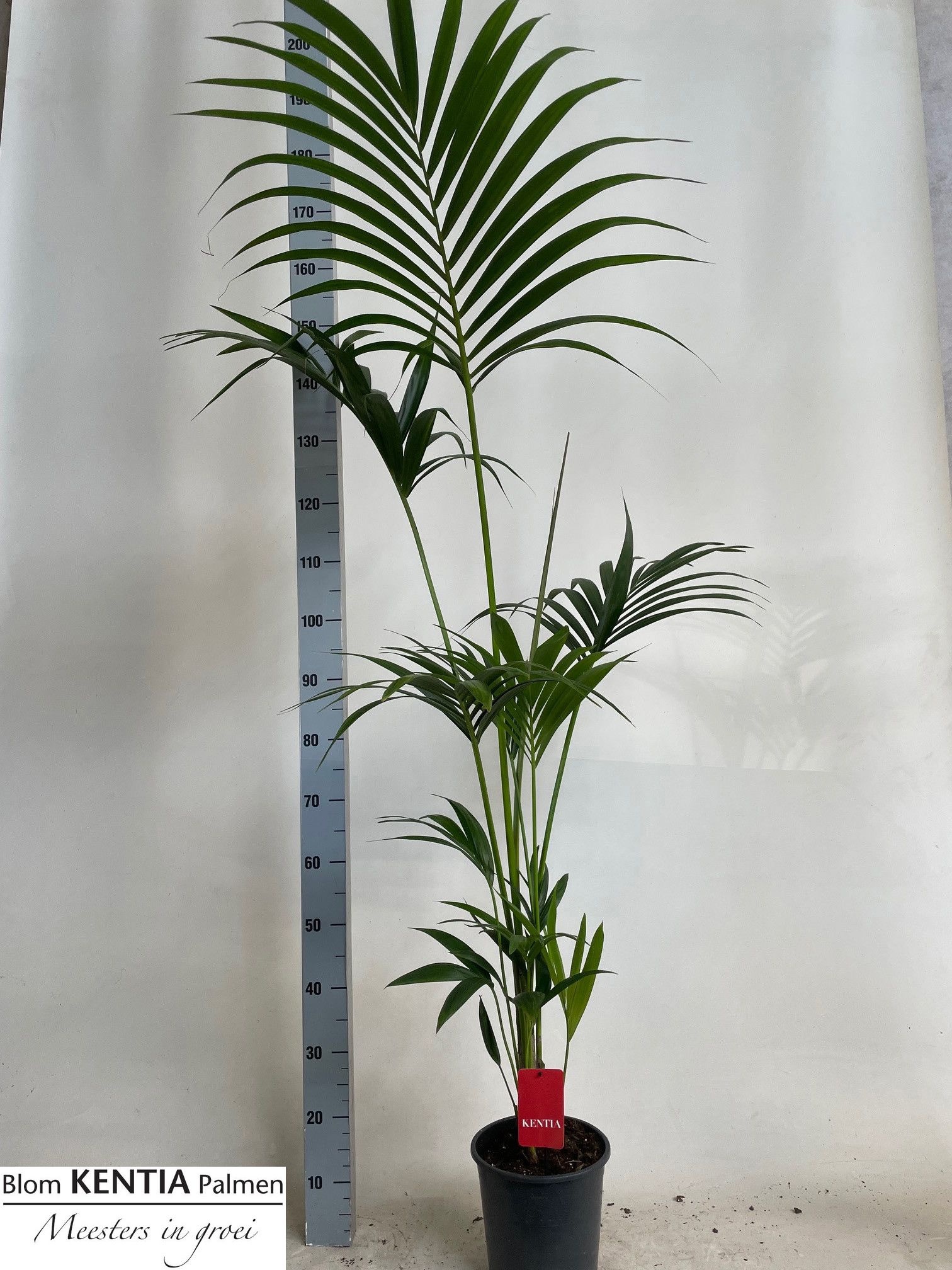 Howea Forsteriana 21P 160H 3stek