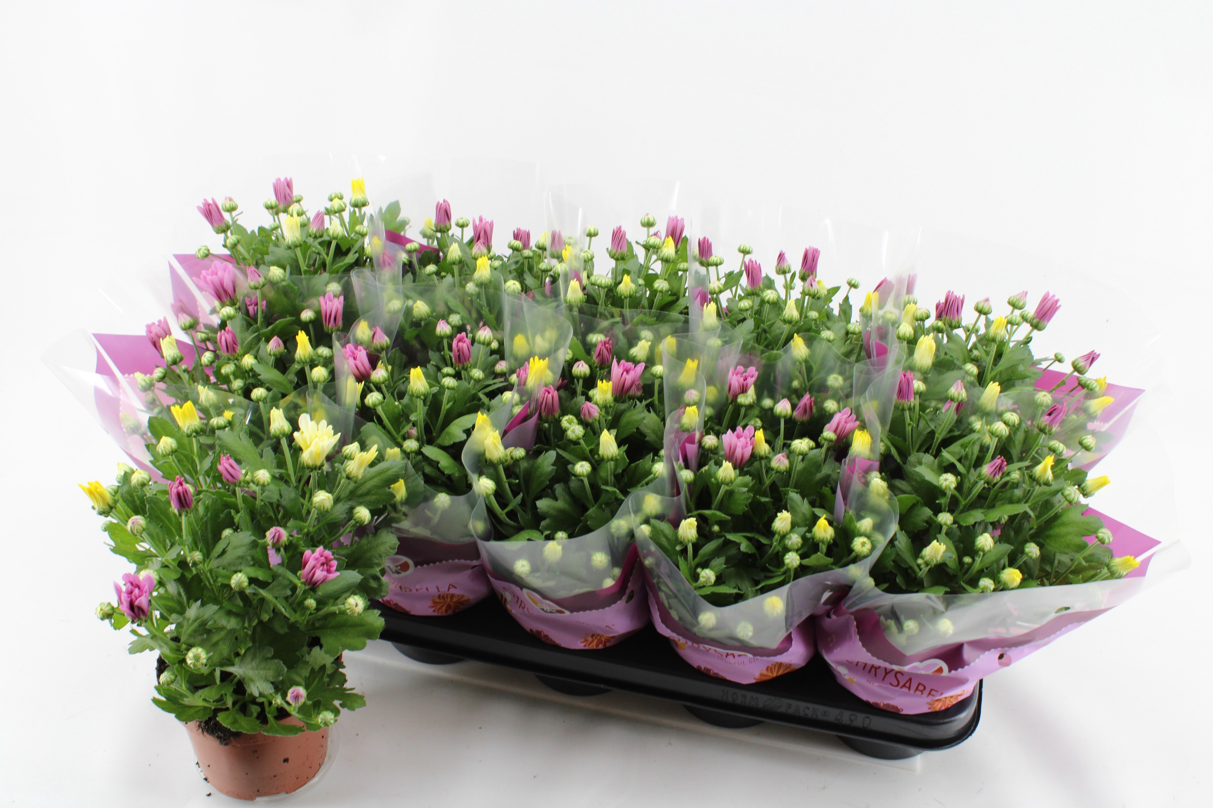 Chrys Gem In Pot 12P 26H 11bloei