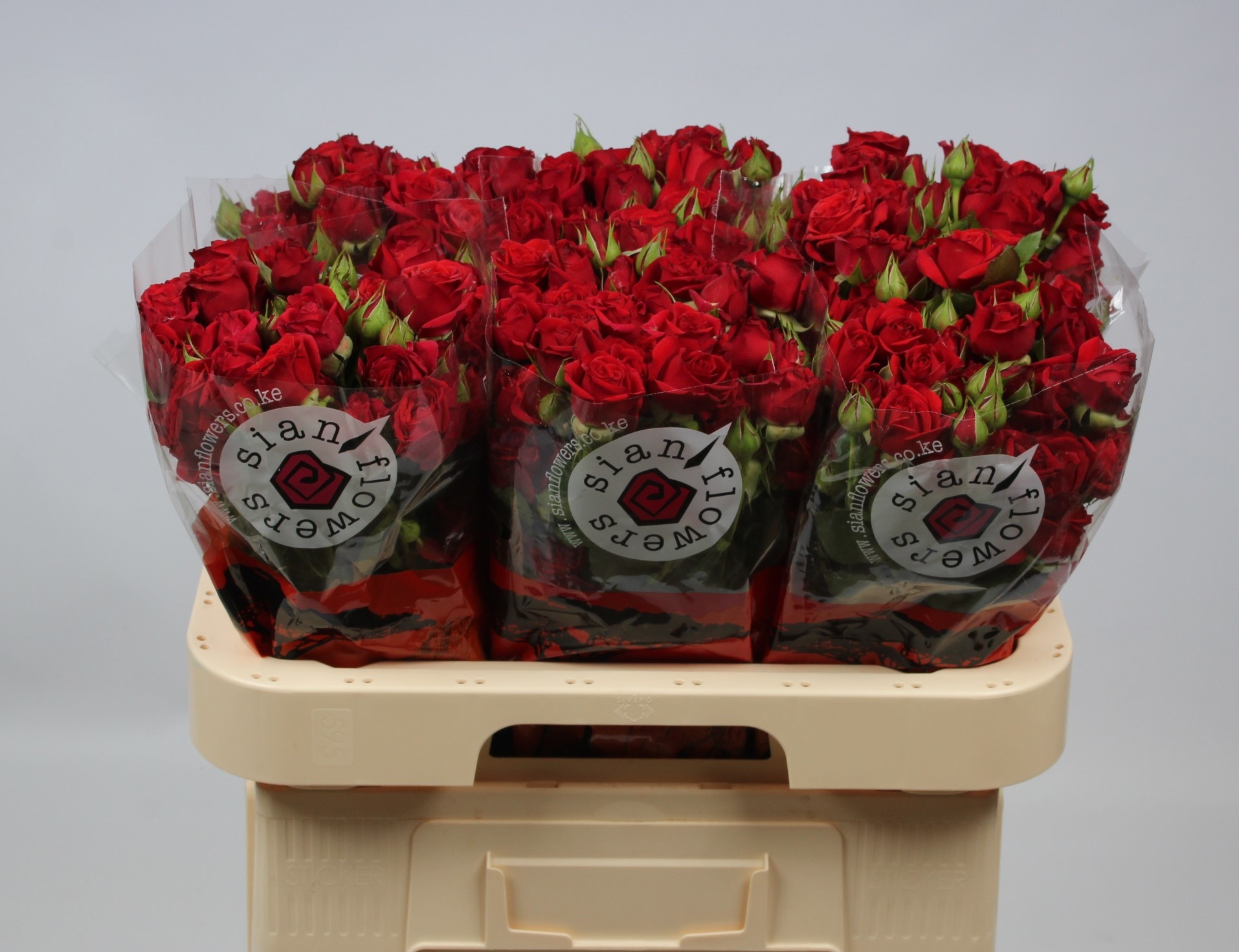 Rosa Spr Mirabel 60cm