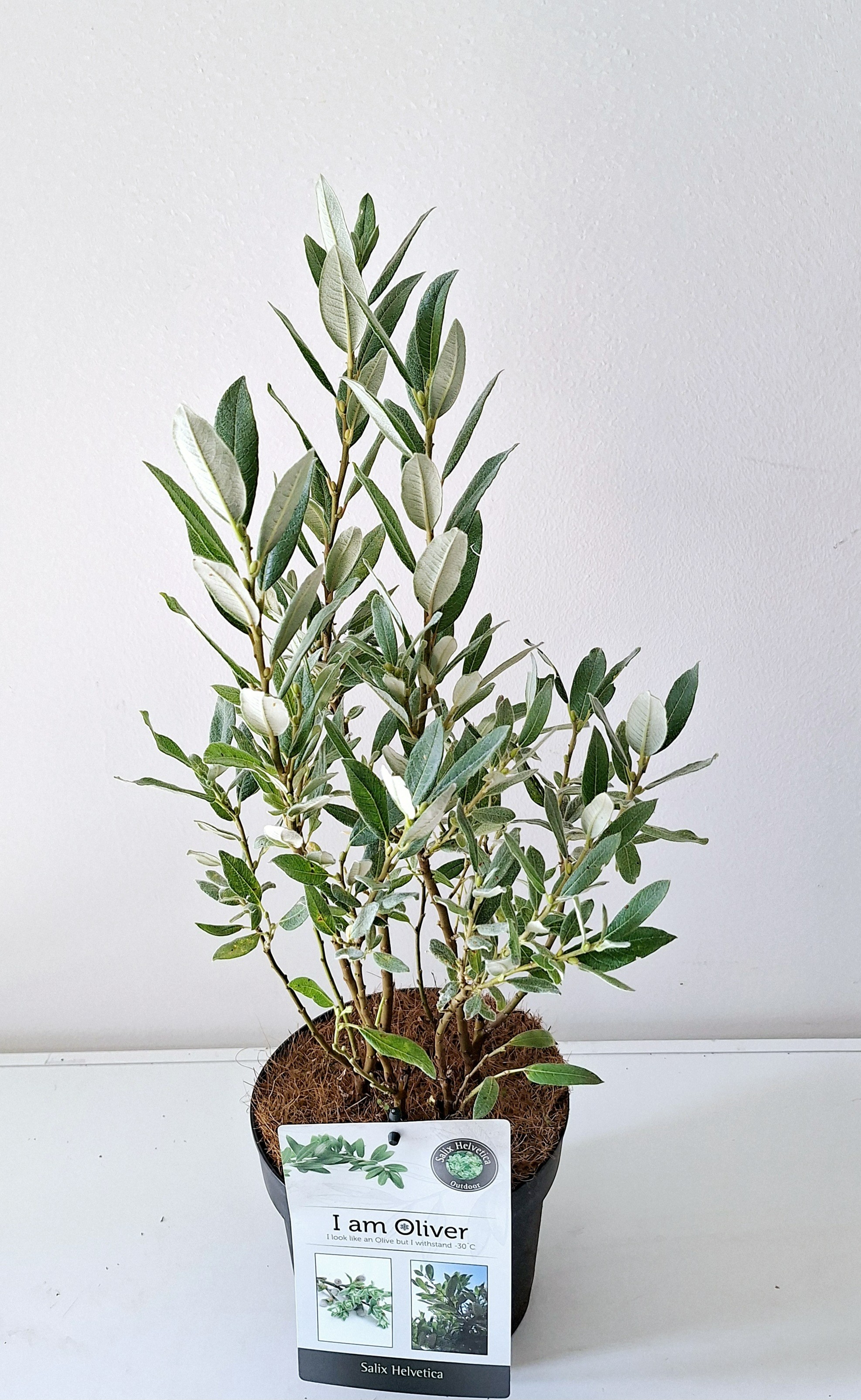 Picture of Salix helvetica P17 (2 Ltr)