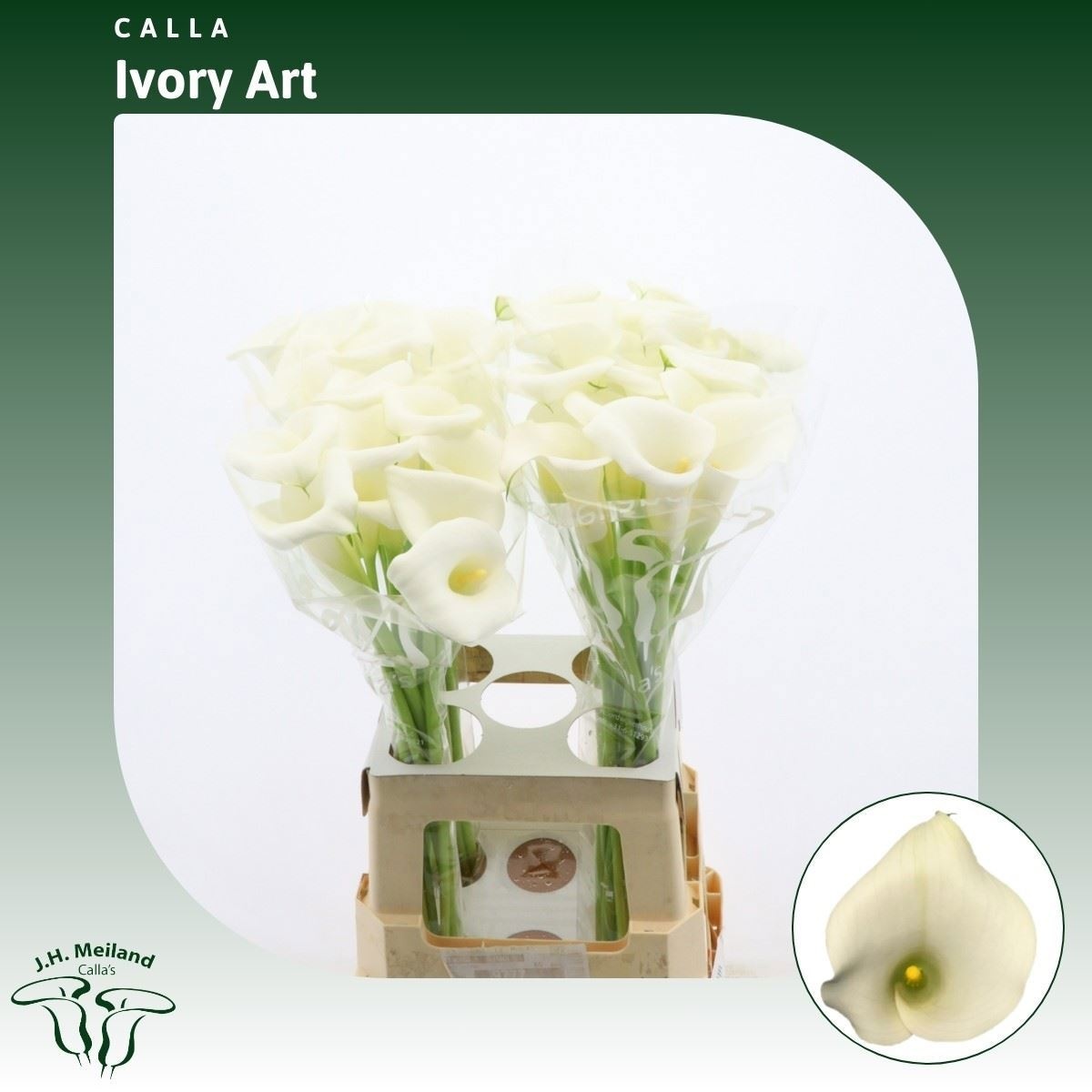 Calla Ivory Art 70cm