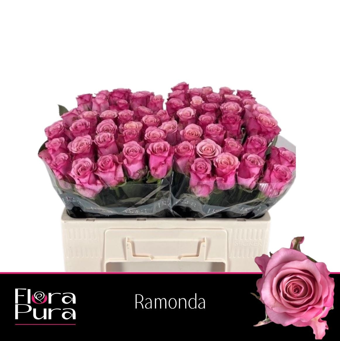 R Gr Ramonda